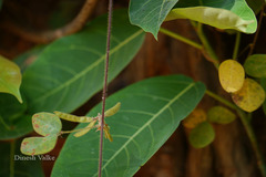 Shuteria involucrata